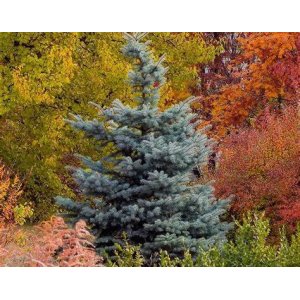 Smrek pichľavý (Picea Pungens) ´BLUE DIAMOND´ - výška 10-15 cm, kont. C1.5L
